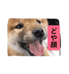 幸太郎のスタンプ（個別スタンプ：21）
