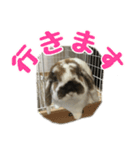 たれ耳うさぎのもふお君【第2弾】（個別スタンプ：1）