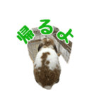 たれ耳うさぎのもふお君【第2弾】（個別スタンプ：2）