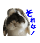 たれ耳うさぎのもふお君【第2弾】（個別スタンプ：5）