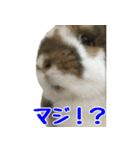 たれ耳うさぎのもふお君【第2弾】（個別スタンプ：6）