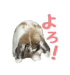 たれ耳うさぎのもふお君【第2弾】（個別スタンプ：7）