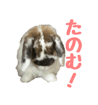 たれ耳うさぎのもふお君【第2弾】（個別スタンプ：8）