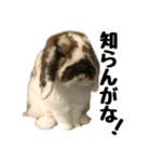 たれ耳うさぎのもふお君【第2弾】（個別スタンプ：9）