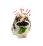 たれ耳うさぎのもふお君【第2弾】（個別スタンプ：11）