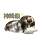 たれ耳うさぎのもふお君【第2弾】（個別スタンプ：12）