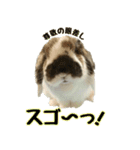 たれ耳うさぎのもふお君【第2弾】（個別スタンプ：13）