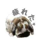 たれ耳うさぎのもふお君【第2弾】（個別スタンプ：14）