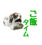 たれ耳うさぎのもふお君【第2弾】（個別スタンプ：16）