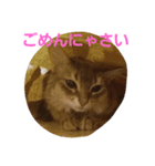 ソマリの日常（個別スタンプ：5）