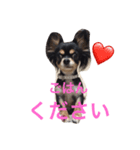 チワワのベビマロ（個別スタンプ：8）