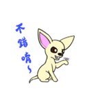 Sweetheart~the Big Ears Chihuahua 2（個別スタンプ：9）