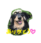 愛犬ライト（個別スタンプ：1）