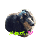 愛犬ライト（個別スタンプ：2）