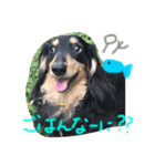 愛犬ライト（個別スタンプ：3）