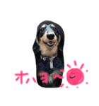 愛犬ライト（個別スタンプ：6）