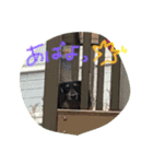 愛犬ライト（個別スタンプ：7）