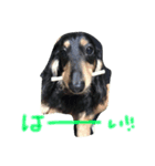 愛犬ライト（個別スタンプ：8）