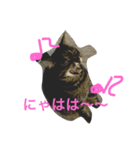 キジ猫キタローの日常（個別スタンプ：2）