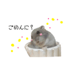 すいきゅんはハムアイドル（個別スタンプ：12）