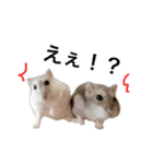 すいきゅんはハムアイドル（個別スタンプ：21）