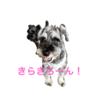 もなもなシュナーズ 1（個別スタンプ：1）