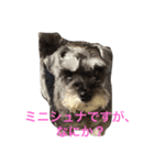 もなもなシュナーズ 1（個別スタンプ：5）