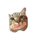 猫猫猫猫猫（個別スタンプ：2）