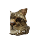 猫猫猫猫猫（個別スタンプ：3）