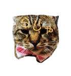 猫猫猫猫猫（個別スタンプ：4）
