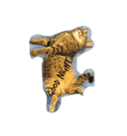 猫猫猫猫猫（個別スタンプ：5）