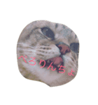 猫猫猫猫猫（個別スタンプ：6）