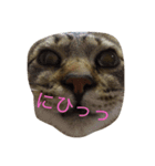 猫猫猫猫猫（個別スタンプ：8）