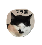 ズラ猫（個別スタンプ：1）