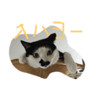 ズラ猫（個別スタンプ：2）