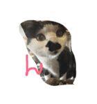 ズラ猫（個別スタンプ：3）