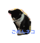ズラ猫（個別スタンプ：6）