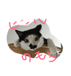 ズラ猫（個別スタンプ：8）