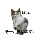 僕、子ねこのロック（個別スタンプ：2）