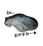 僕、子ねこのロック（個別スタンプ：3）