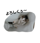 僕、子ねこのロック（個別スタンプ：4）