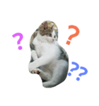 僕、子ねこのロック（個別スタンプ：5）