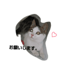 僕、子ねこのロック（個別スタンプ：7）