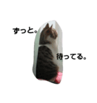 僕、子ねこのロック（個別スタンプ：8）