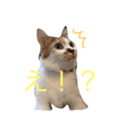 猫ちゃんたち（個別スタンプ：1）