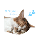 猫ちゃんたち（個別スタンプ：2）