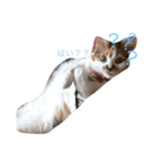 猫ちゃんたち（個別スタンプ：6）