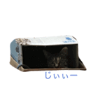 猫ちゃんたち（個別スタンプ：7）