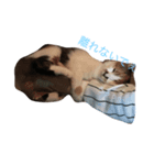 猫ちゃんたち（個別スタンプ：8）