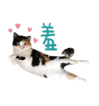 La-Cha-Hua's cats 2（個別スタンプ：6）